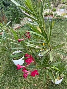 Oleander