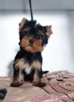 Yorkshire terrier, York - šteniatka s rodokmeňom