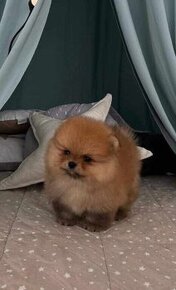 Mini pomerian BOO