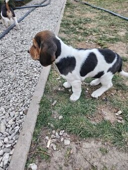 Šteniatka beagle