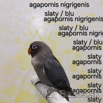 Agapornis Hnedohlavy - Nigrigenis