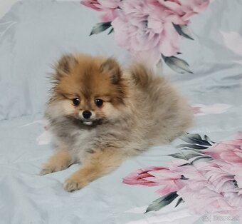 Pomeranian