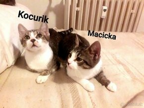 Darujem 3 mesacne  maciatka