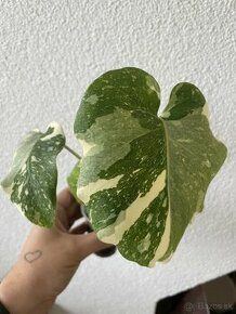 Monstera deliciosa ‘Thai constellation’