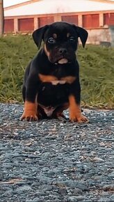 American bully pocket s PP