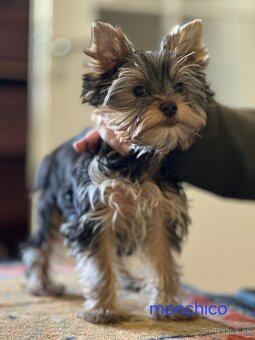 Yorkshire Terrier