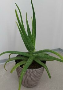 Aloe vera (aloa pravá) výška 35 cm