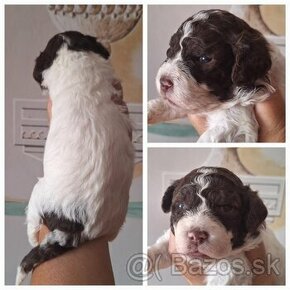 Lagotto romagnolo štěňata - fenky