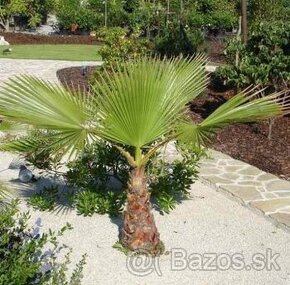 Washingtonia filifera a Washingtonia robusta - semená