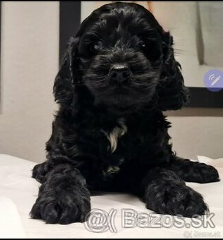 Cockapoo Cavapoo Maltipoo