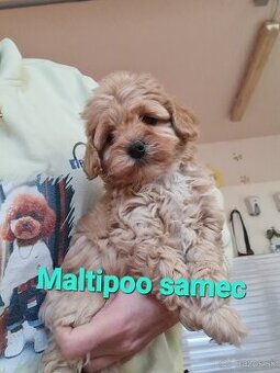 Cockapoo Cavapoo Maltipoo