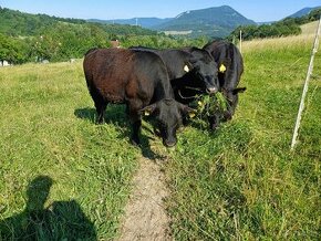 Jalovice Aberdeen Angus