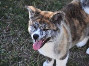 Akita inu  FCI