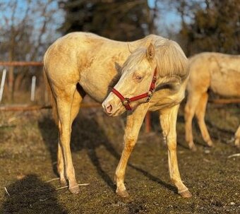 Cremello kobylka QH