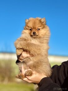 Trpazlici spic - pomeranian