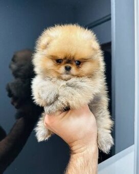 Pomeranian mini