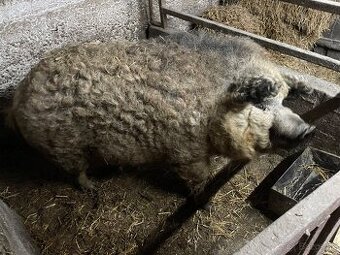 Predam mangalica