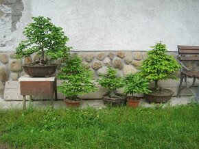 bonsai,bonsaj-hrab 10 - 1