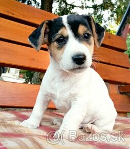 Jack Russell teriér