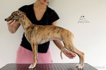 Whippet FCI