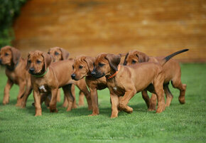 Šteniatka Rhodezsky ridgeback s PP