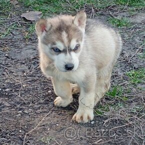 Sibírsky husky šteniatka