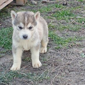 Sibírsky husky šteniatko