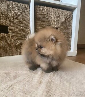 Pomeranian mini