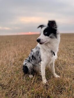 Border kolia blue merle krytie