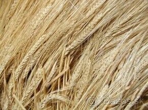 Cesnak, jačmeň, pšenica