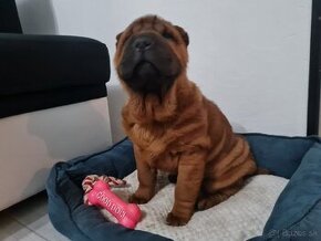 ⭐️SHAR-PEI šteniatko