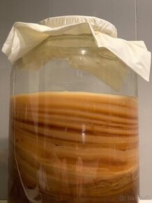 kombucha scoby huba