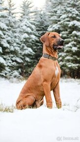 Rhodesian Ridgeback