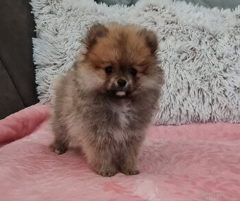 Pomeranian