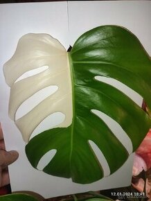 Monstera Albo - odrezky aj zakorenené...od 10€ - 1