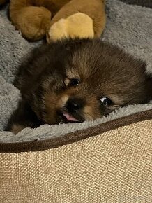 Pomeranian mini