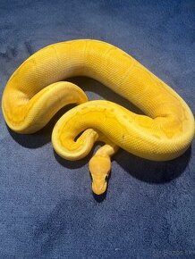 Python regius