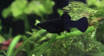 Black molly