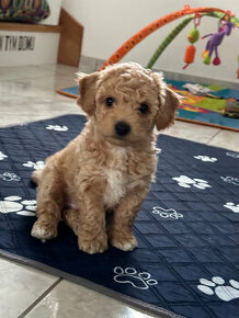 bichpoo/maltipoo