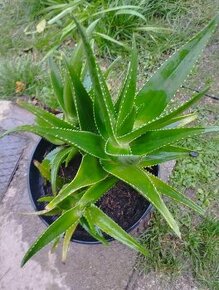 Ponúkam Aloe delaetii