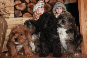 Shih-poo,Mal-schi,maltipoo