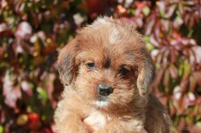 Shih-poo,Mal-schi,maltipoo