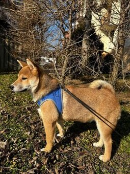 Darujem Shiba inu - 1