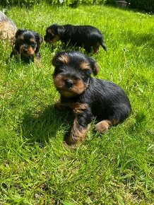 Yorkshire terrier