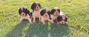 Cavalier King Charles Spaniel