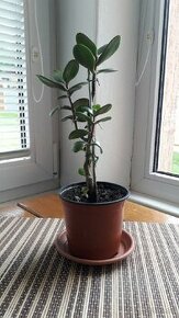 Crassula Ovata - tučnolist, Strom peňazí - 9 Eur