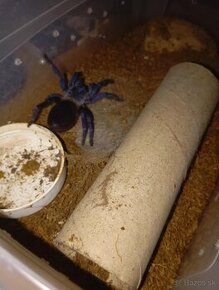 Tarantula Pterinopelma sazimai