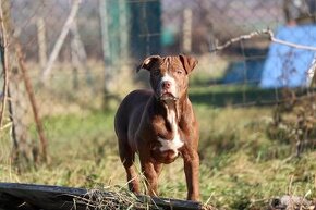 APBT s pp , americký pitbulteriér , pitbul , pittbul