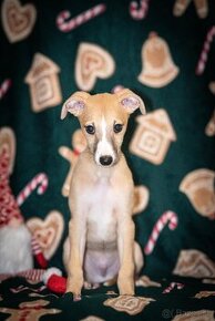 Whippet, vipet