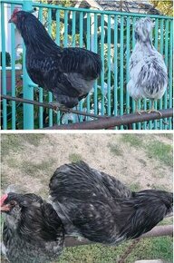 Araucana_kohut